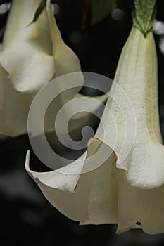 White Brugmansia blooming in a garden