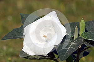 White Brugmansia (Datura metel)