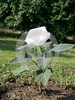 White Brugmansia (Datura metel)