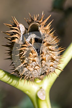 White Brugmansia Datura metel seeds.