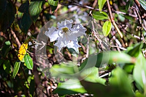 White Brugmansia Insignis flower in the natural environment