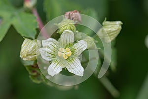 White bryony bryonia alba flower