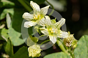 White bryony bryonia alba flower