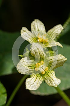 White bryony bryonia alba flower