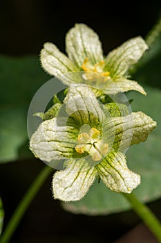 White bryony bryonia alba flower