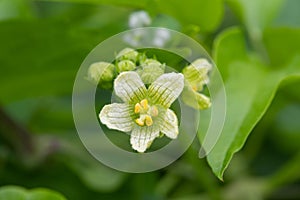 White bryony bryonia alba flower