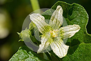 White bryony bryonia alba flower