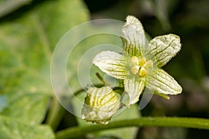 White bryony bryonia alba flower