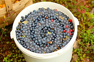 White bucket filled with blueberries