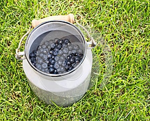 White bucket full of blueberries. Summer scenery from South Bohemia. Classic and idylic