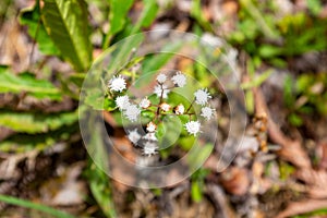 White Buckwheat Flower with Green Leaves photo
