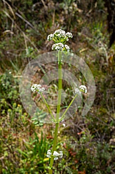 White Buckwheat Flower with Green Leaves photo