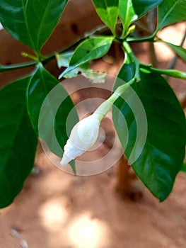 White bud flower with stem, pedicle and green leaves photo