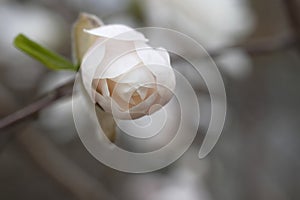 White bud of magnolia on a branch without leaves