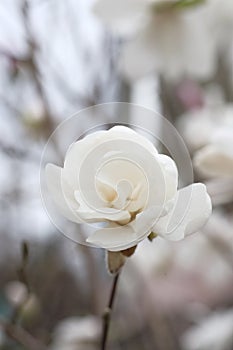 White bud of the magnolia, next to the unfurled flower