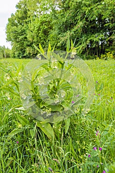 White budding, flowering and overblown blooms of a common comfrey plant.