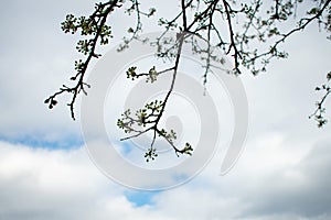 A White Budding Tree on a Cloudy Sky