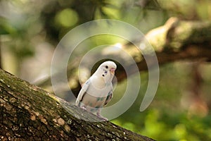 White Budgerigar parakeet bird Melopsittacus undulatus