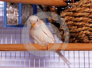 White Budgie Parakeet