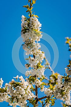White buds of the apple tree