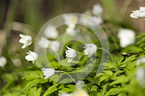 White buds of the blossoming anemonies.