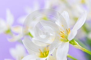 White buds of flowering Zephyranthes candida with delicate petals and yellow stamens. Lilac background