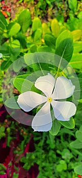 White Buetiful Fresh Flower Natura