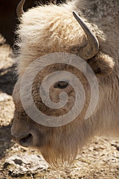 White Buffalo