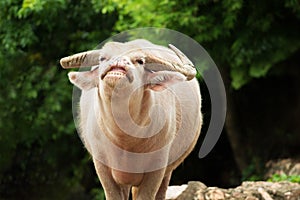 White buffalo or albino buffalo