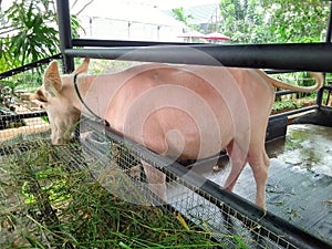 White buffalo or albino buffalo eat grass in cage. Stock photo.