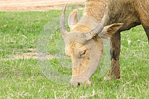 A white buffalo eating grass in the field