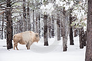 White Buffalo in Forest photo