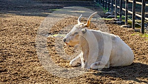 White buffalo in a paddock.