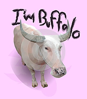 White buffalo or taro buffalo with pink background.