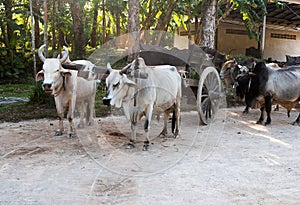 White buffaloes stand harnessed to a cart in a safari park in Thailand