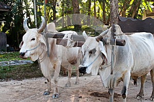 White buffaloes stand harnessed to a cart in a safari park in Thailand