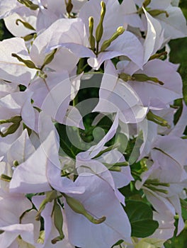 The white bugenvil flowers
