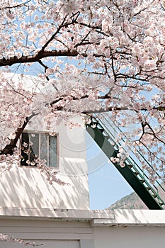 White building and cherry blossoms at Jinhae Yeojwacheon stream street in Changwon, Korea