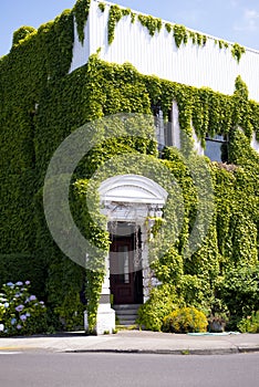 White building with portico overgrown with green curling ivy