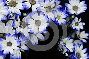 White and bule Chrysanthemum in black background