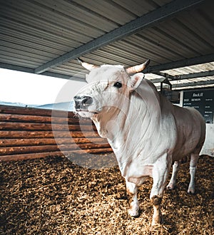 White bull with big horns on a farm