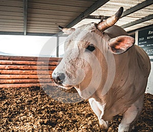 White bull with big horns on a farm