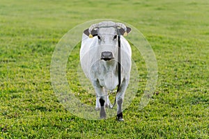 White bull or cow looking at me