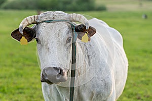 White bull or cow looking at me