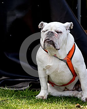 White Bull Dog on black background. Dog is wearing an orange reflective collar.