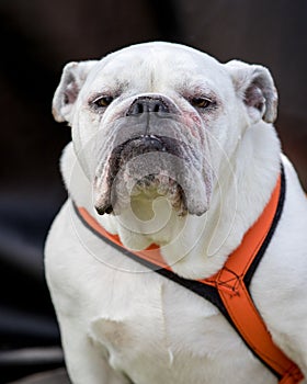 White Bull Dog