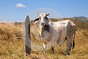 White Bull on a Farm