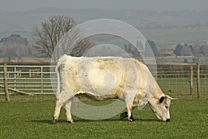 White Bull Grazing in Field