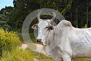 White bull at the middle of a grass pathway