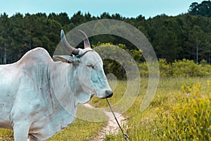 White bull at the middle of a grass pathway